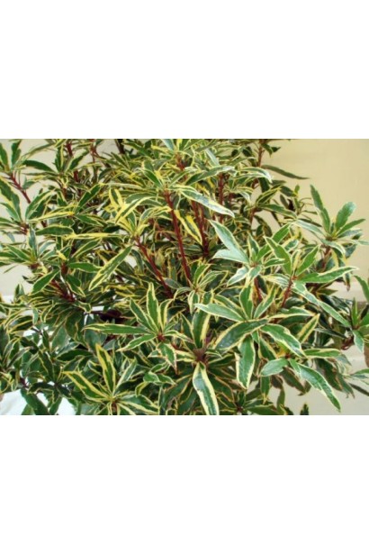 Рододендрон строкатий Варієгатум